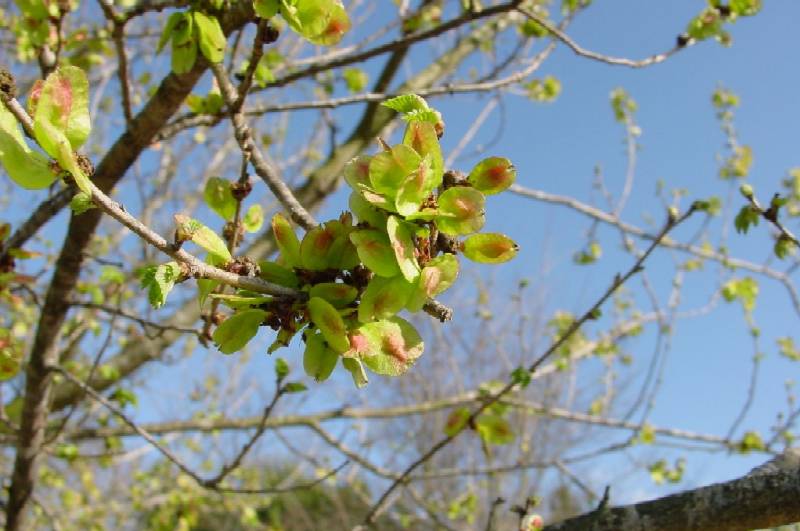 Ulmus minor / Olmo comune o campestre